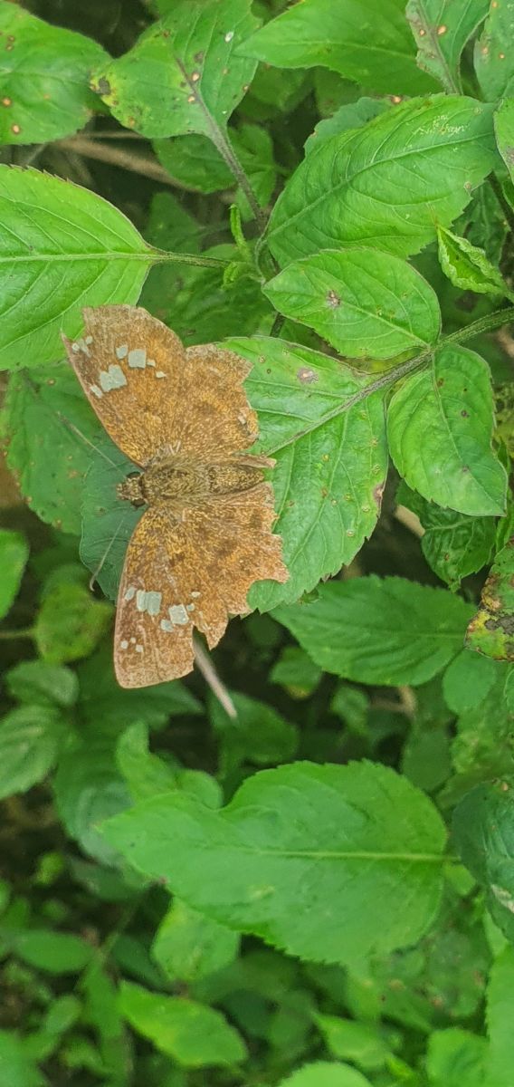 Fulvous Pied Flat