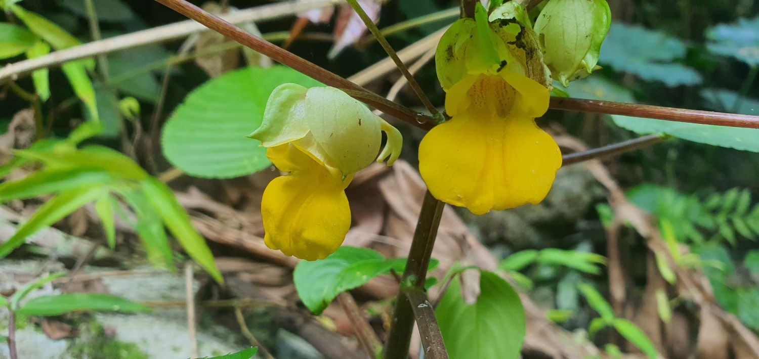 Phượng tiên hoa