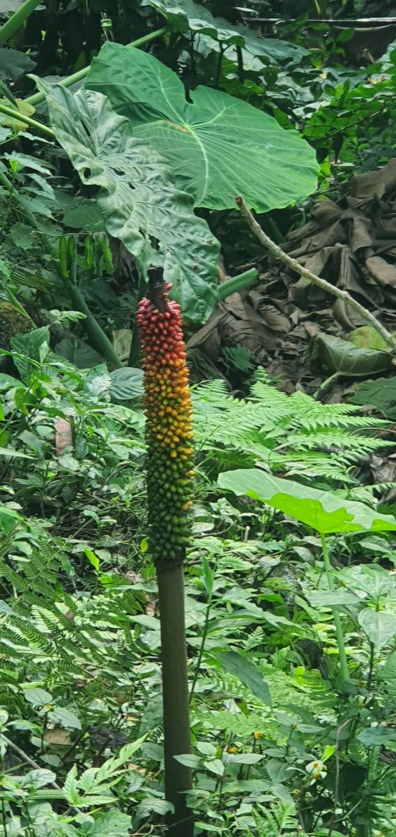 Amorphophallus campanulatus