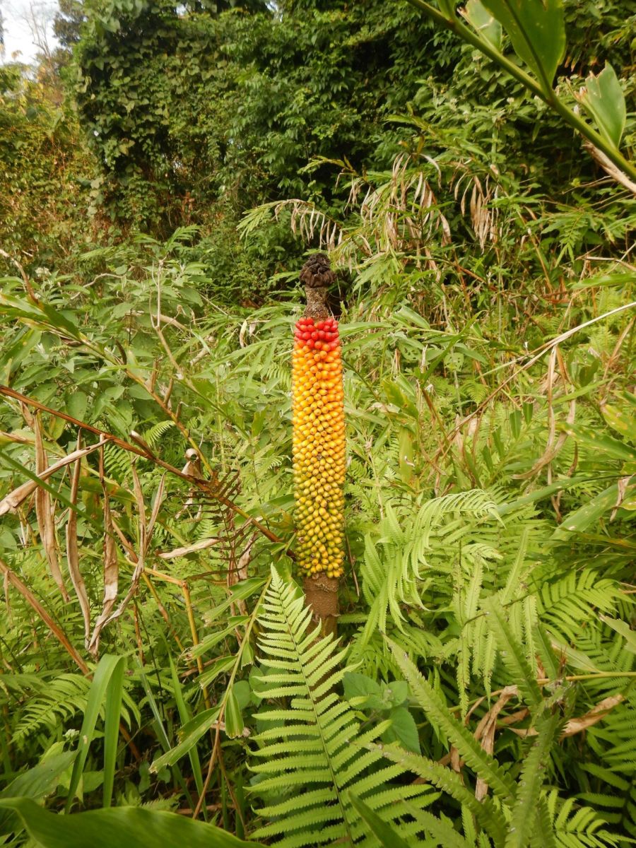 Arum phalliferum