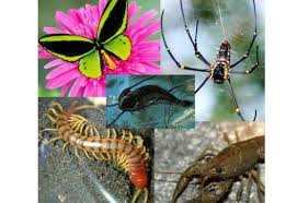 Arthropoda