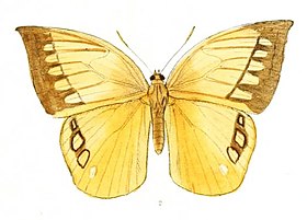 Aemona lena